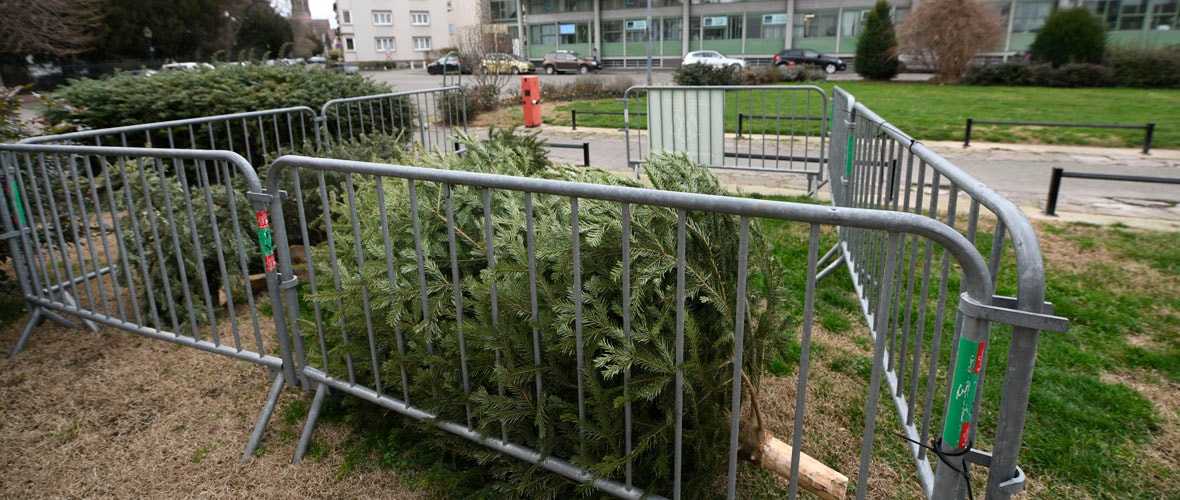 11 aires pour déposer les sapins de Noël