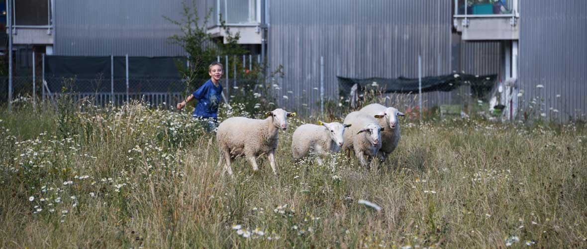 Quartier Neppert : « Mamie, il y a même des moutons ! » 