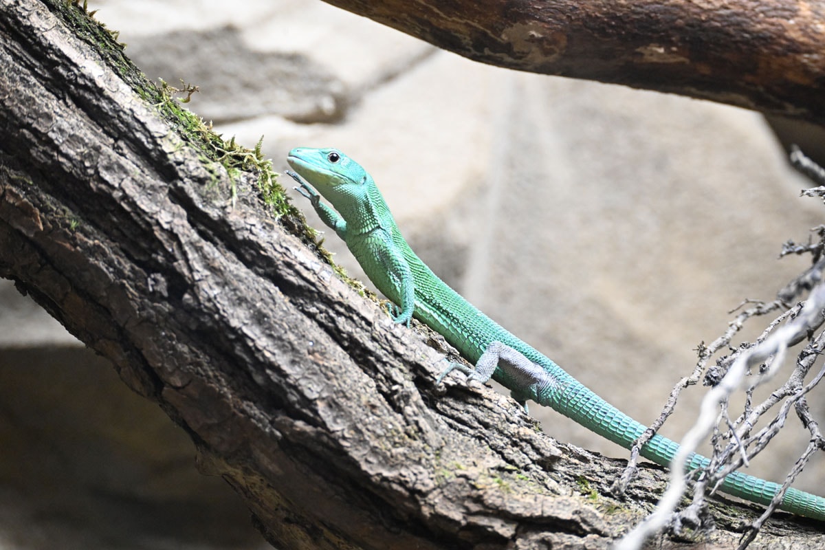 Lézard vert arboricole