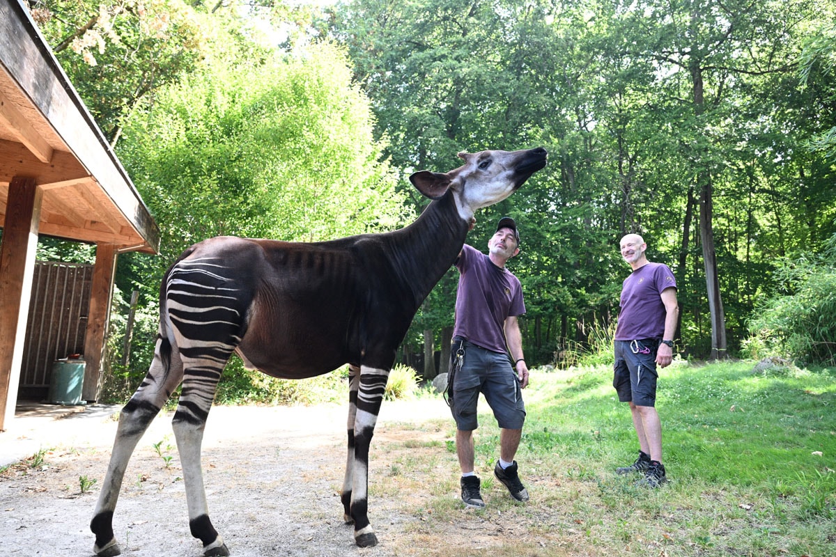 Un des deux okapis du Zoo, avec son soigneur Stéphane (à g.) et Jean Chaperon (à d.).