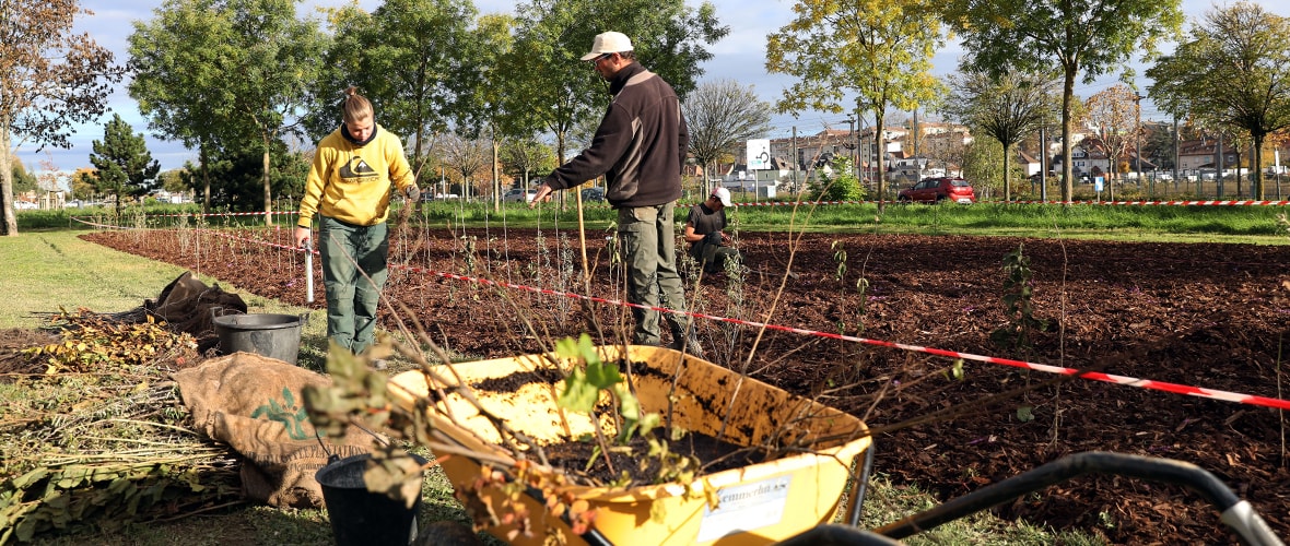 Un nouvel îlot de biodiversité en honneur des tout-petits Mulhousiens