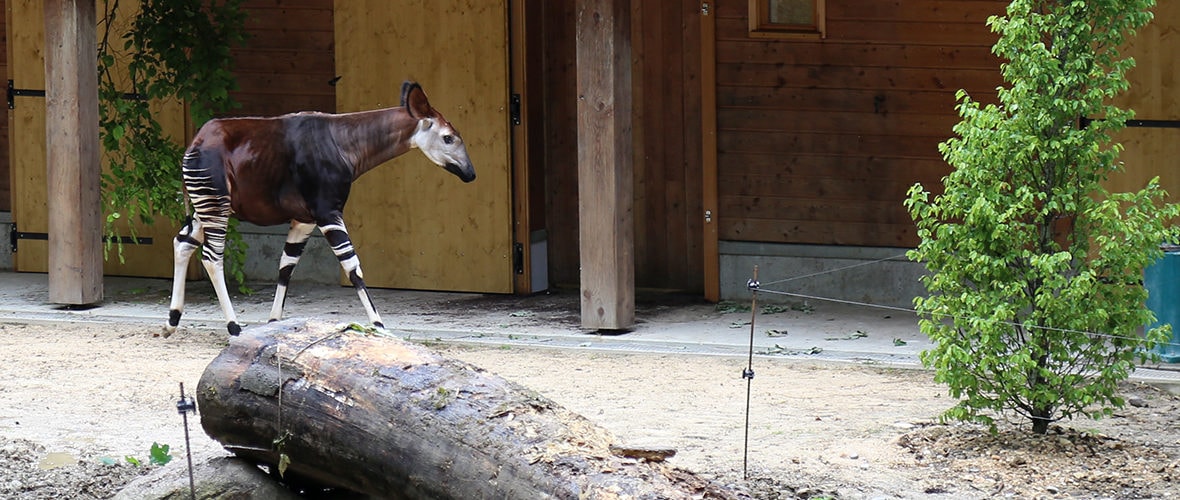 [VIDEO] Deux okapis au Zoo de Mulhouse