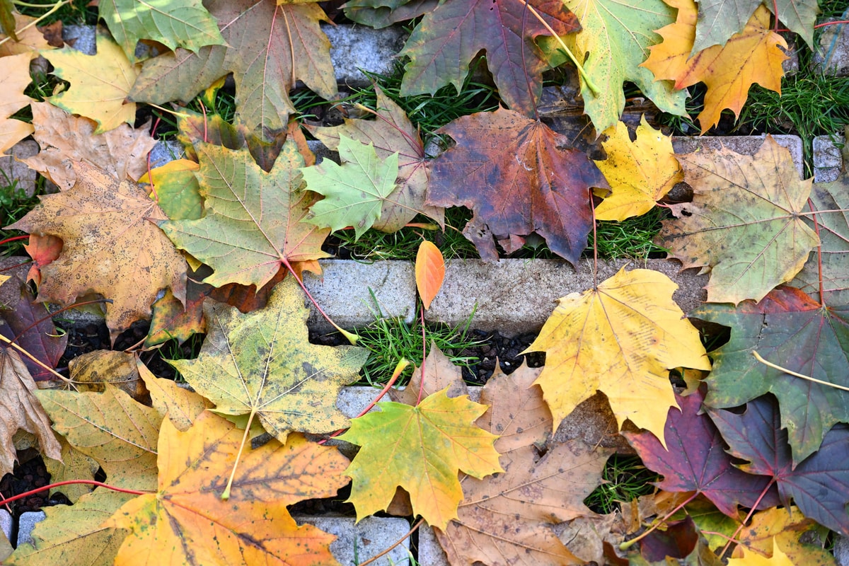 En photos : l'automne s'installe à Mulhouse
