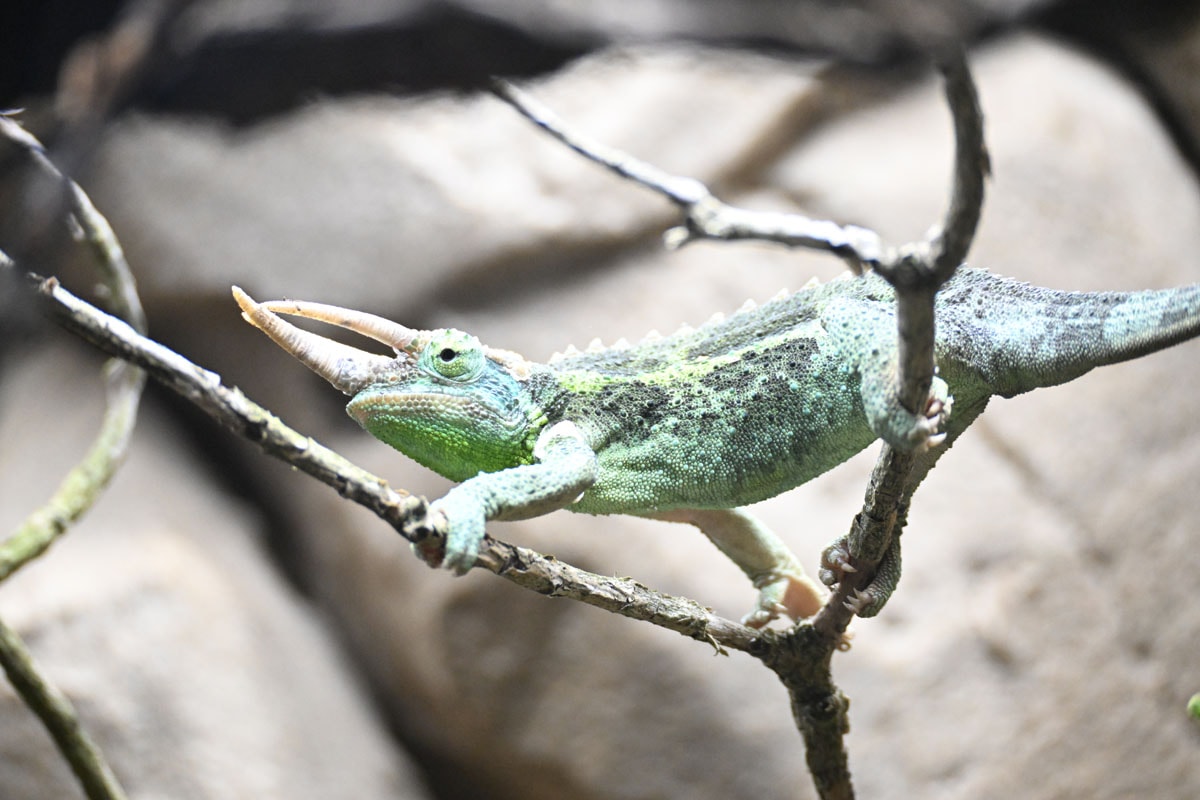 Caméléon de Jackson