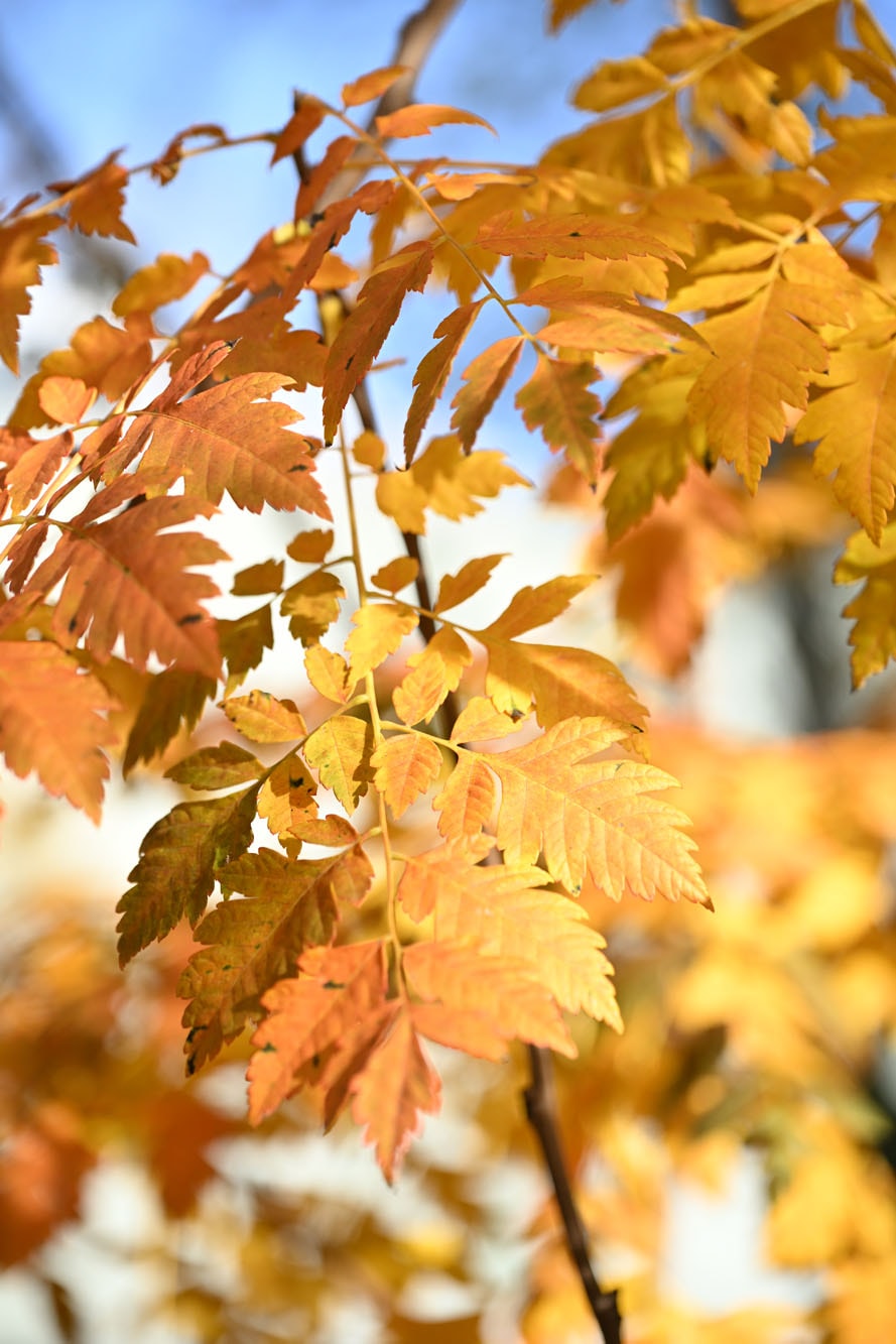 En photos : l'automne s'installe à Mulhouse