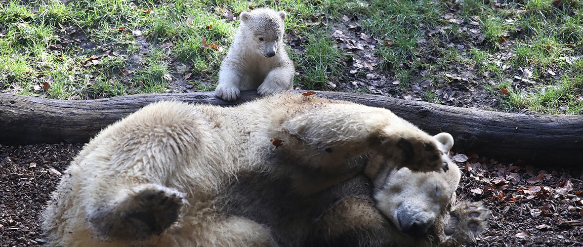 Zoo de Mulhouse : l’oursonne Kara a fait ses premiers pas