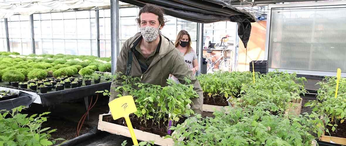 1 500 plants de tomates offerts par la Ville de Mulhouse