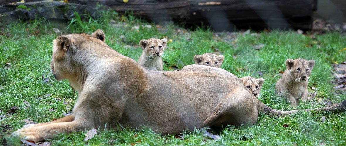 Zoo de Mulhouse : une 150e saison tournée vers l’avenir