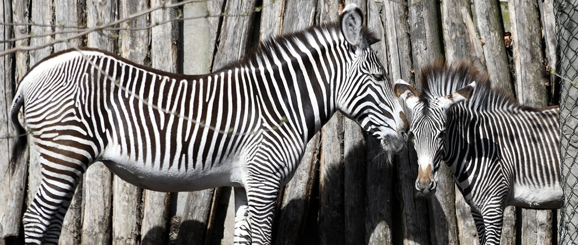 Un vent d’Afrique souffle sur le Zoo