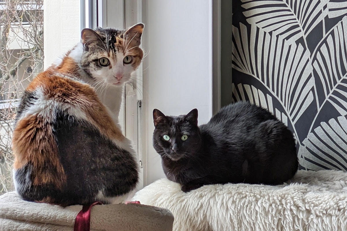 Plus de 400 chats seront présents. 