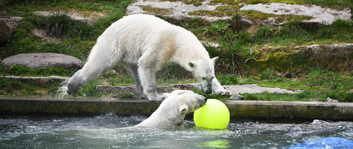 Zoo de Mulhouse : c’est parti pour une nouvelle saison