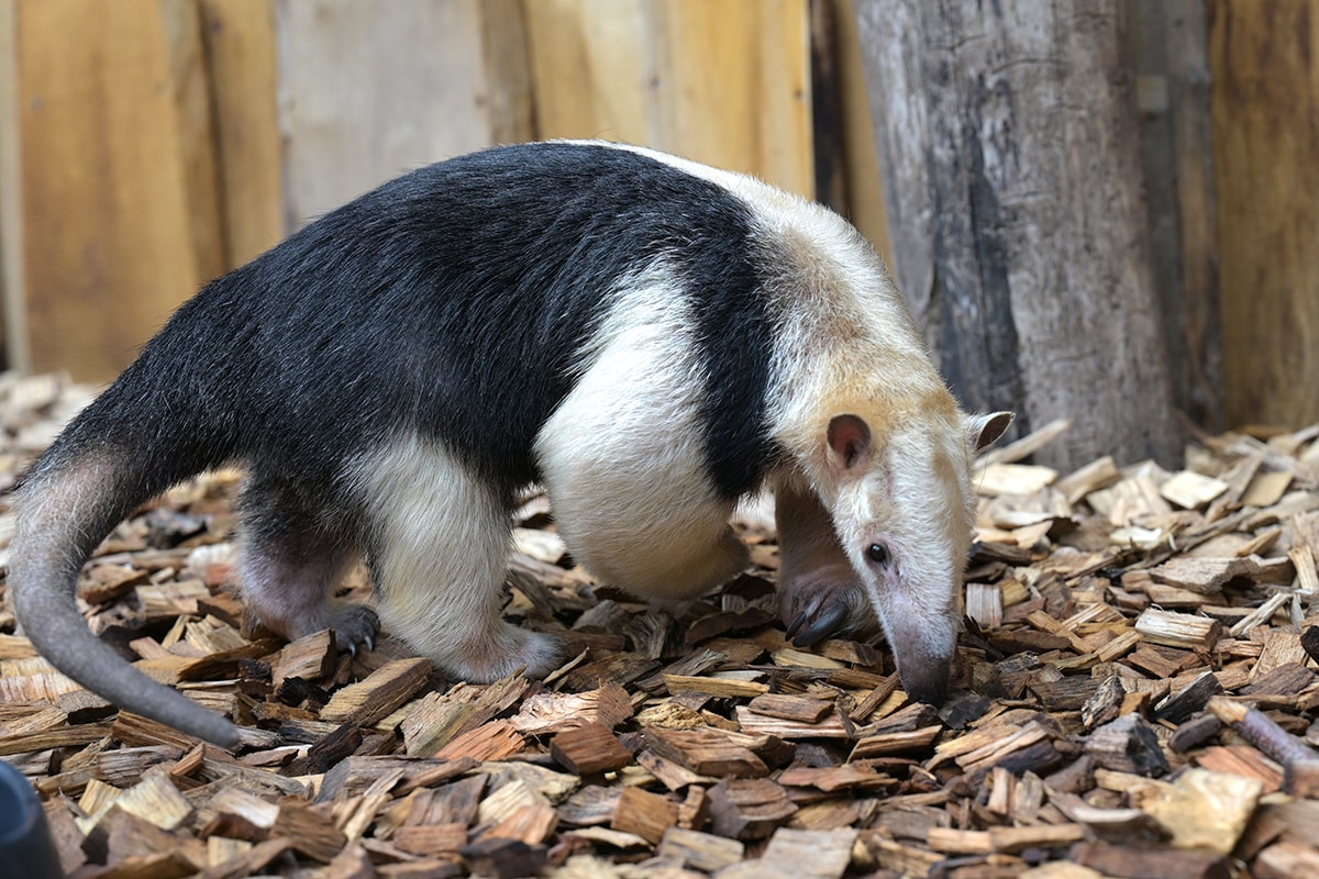 Le tamandua a rejoint le Zoo de Mulhouse cet été. 