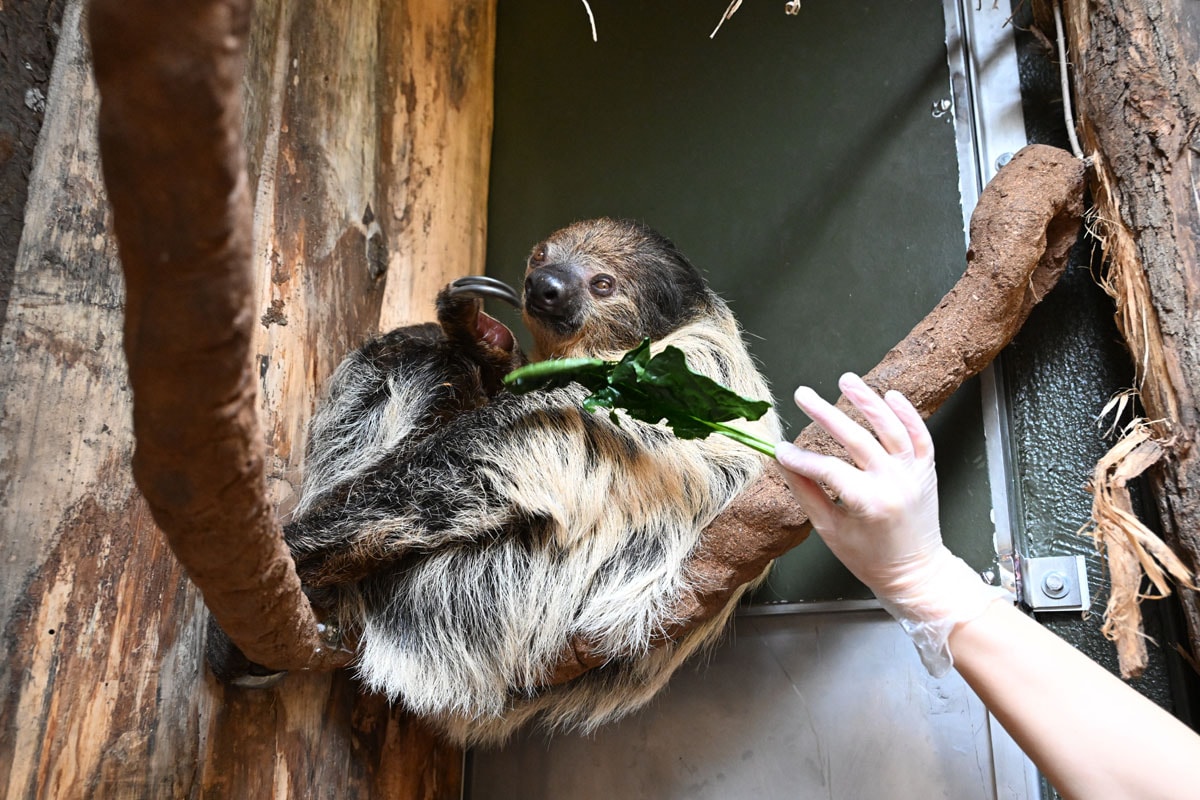 Déjà présents au Zoo entre 1972 et 2004, les paresseux viennent de faire leur retour. 