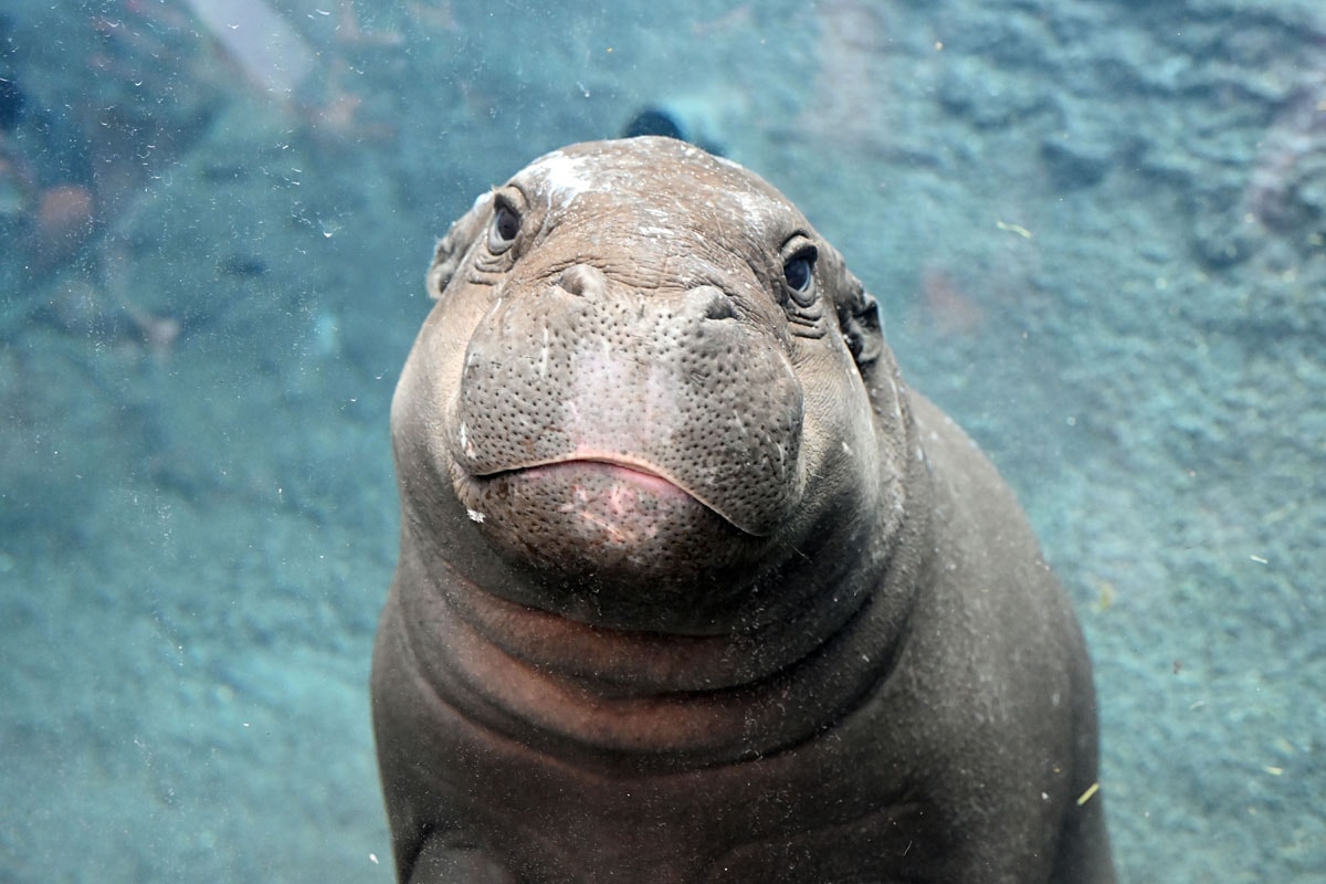 Hippopotame nain