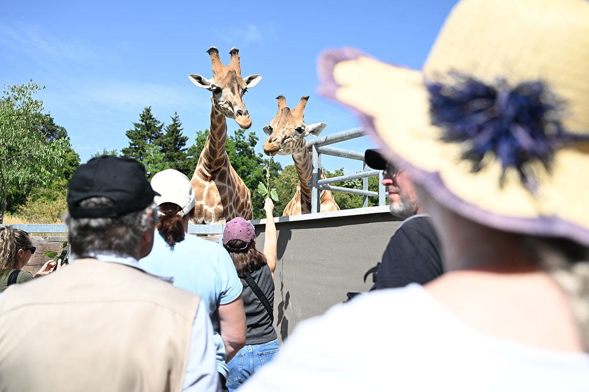Les bénévoles ont pu faire une pause et approcher les girafes Zongo et Tibiri.