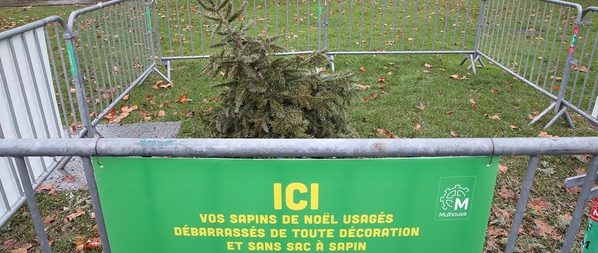 Mon vieux sapin, roi de l’enclos