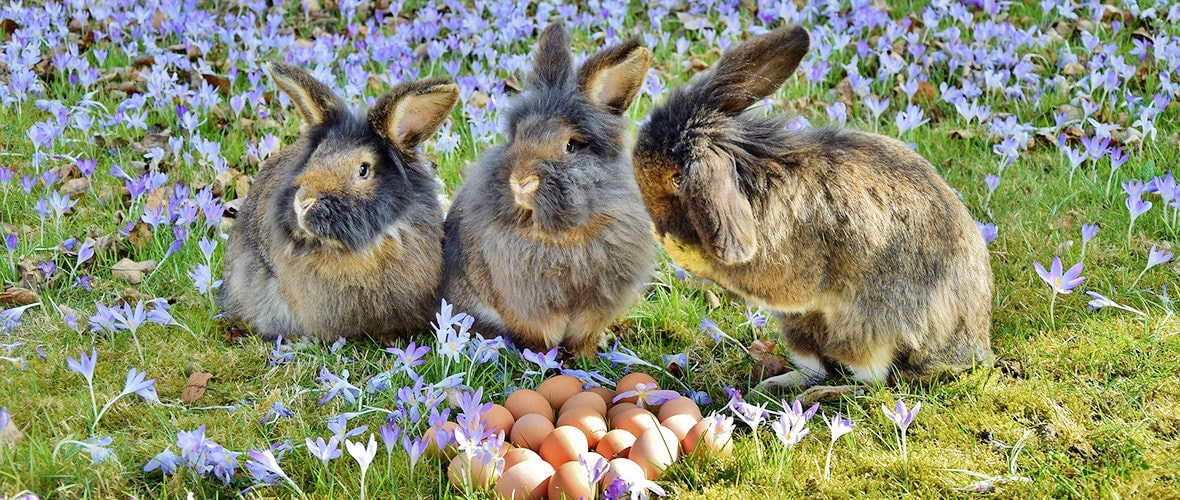 Pâques : un grand week-end d’animations pour les familles