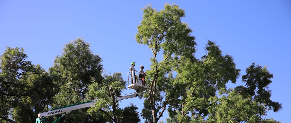 Travaux de sécurisation des arbres du square du Général De Gaulle