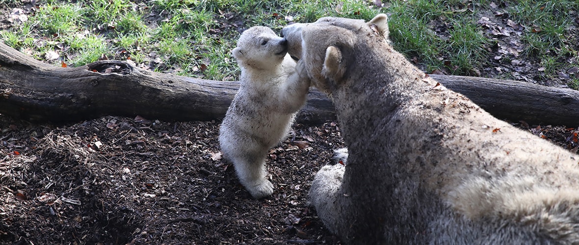 J-2 avant la réouverture du zoo !