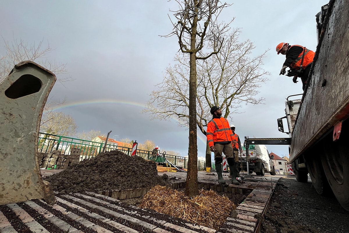 CARE : un partenariat pour planter plus d’arbres sur l’espace public