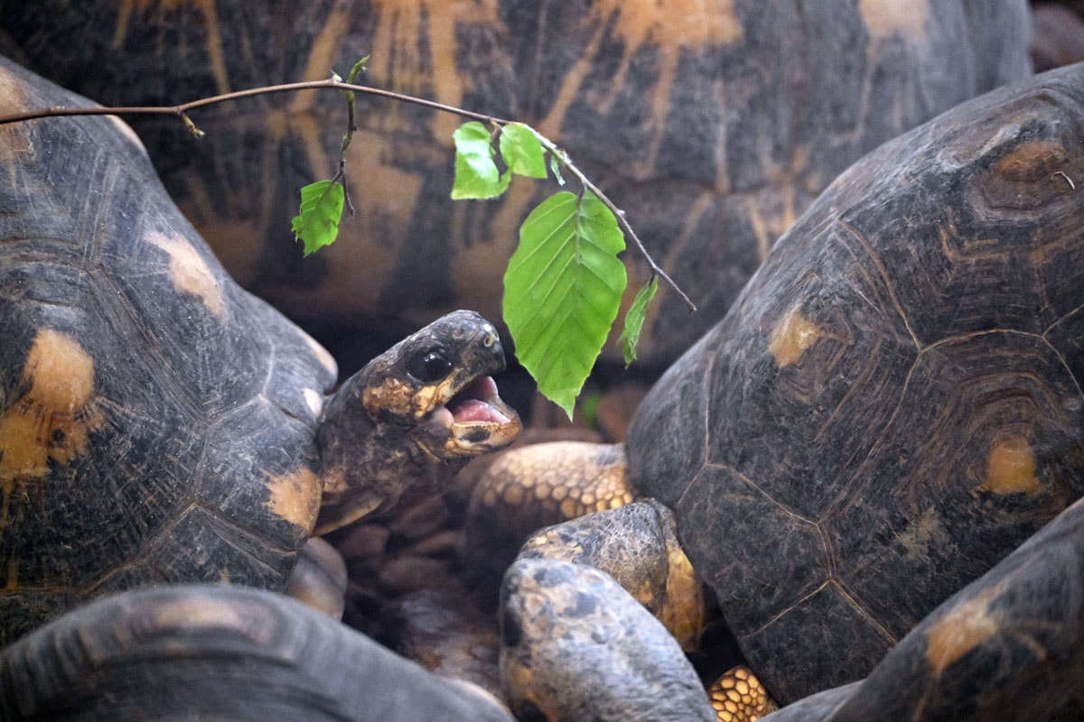 Les tortues rayonnées vivent dans le Sud de Madagascar, elles peuvent vivre plus de 150 ans. 