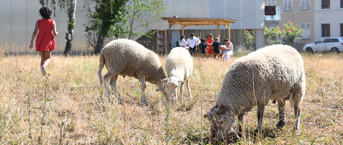 Agriculture urbaine : des « Quartiers fertiles », d’ici 2023