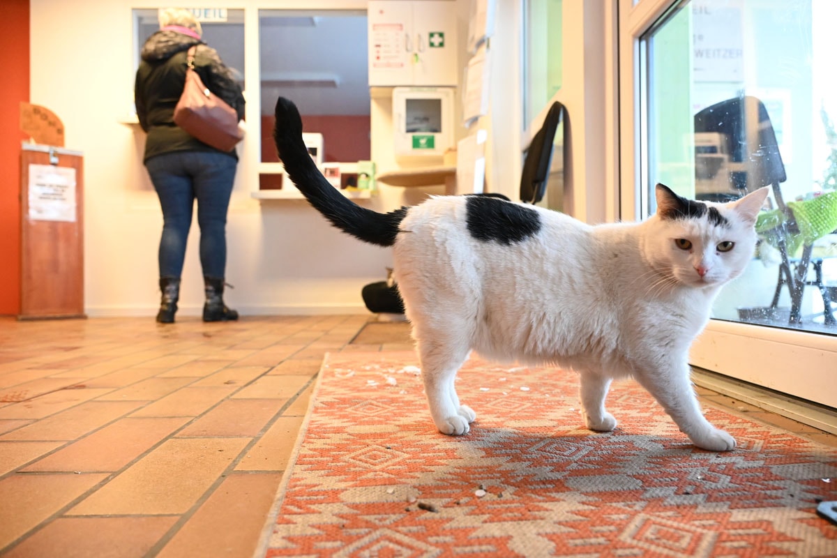 Acteur majeur de la protection animale, la SPA de Mulhouse célèbre ses 125 ans ce week-end, avec une soirée anniversaire. 
