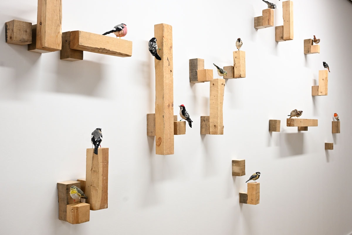 Yoshikazu Goulven Le Maître expose "Mésange Charbonnière", à La Filature.