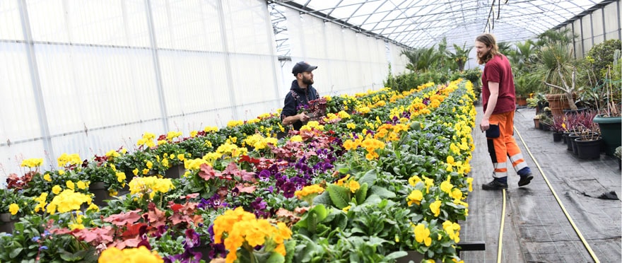 Les fleurs ont été cultivées en pépinière cet hiver.