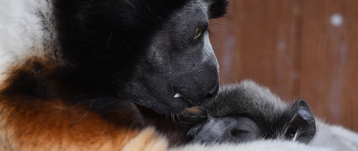 Carnet rose au Zoo : un bébé propithèque est né