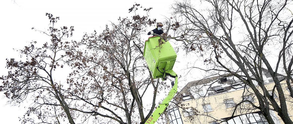 Neige : le patrimoine arboré mulhousien impacté, la Ville mobilisée