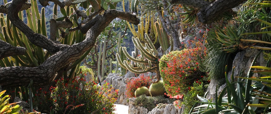 Le jardin exotique de Monaco