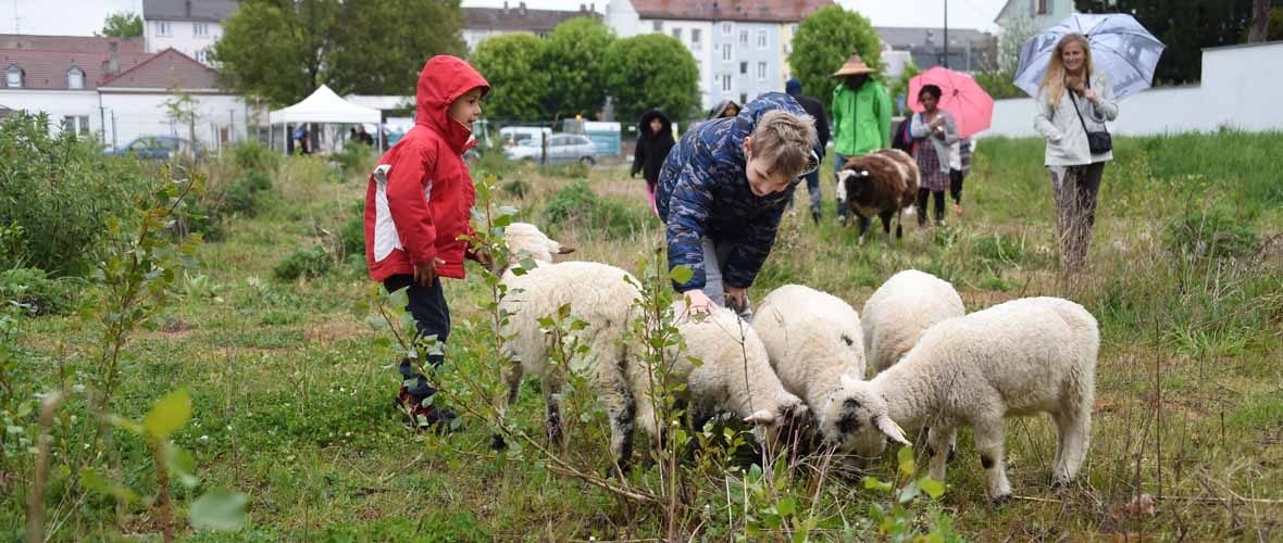 Jardins Neppert : même les moutons s’en mêlent !