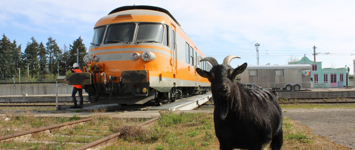De la Cité du train aux Mulhousiennes, ce week-end, on sort !