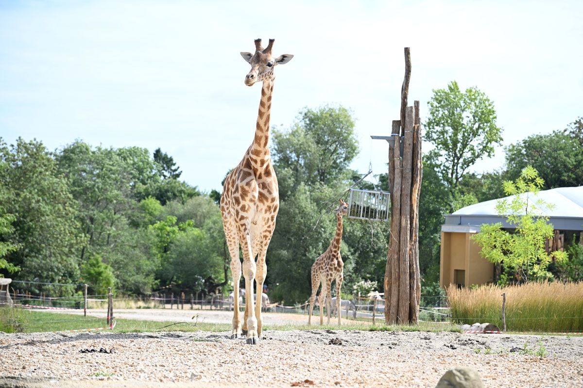 Girafe de Kordofan