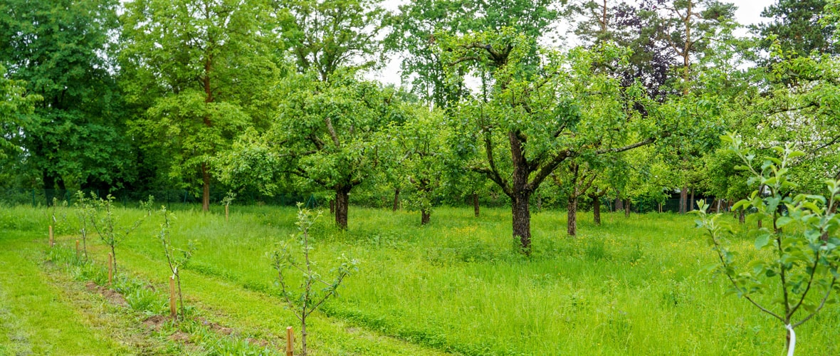 Nature : le verger de Mulhouse s’agrandit