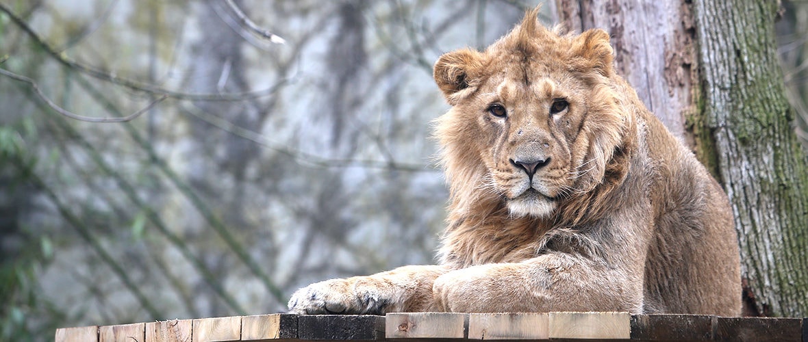 De nouveaux arrivants au zoo de Mulhouse