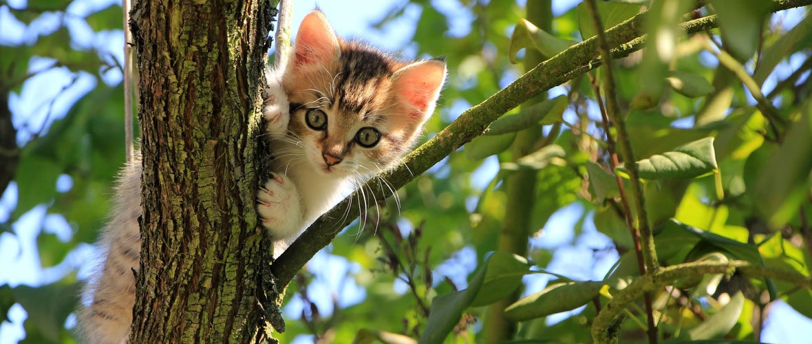 Chats errants : une convention exemplaire