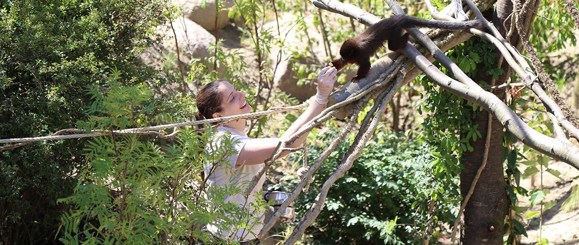 Un nouvel écrin de verdure pour les titis et ouistitis au zoo
