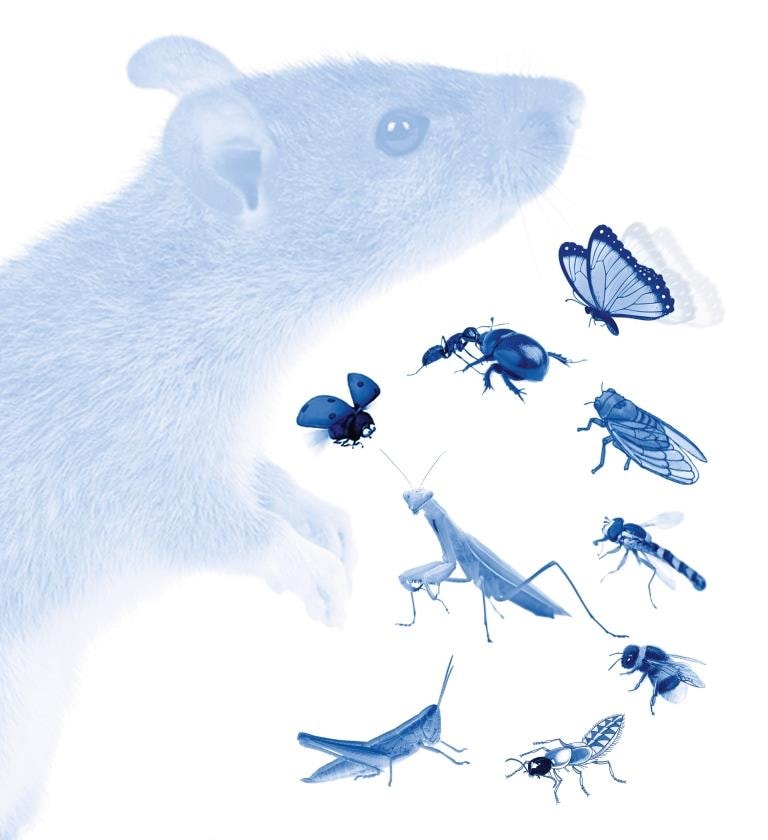 Concert familles - Herbier d'insectes pour chambristes en herbe