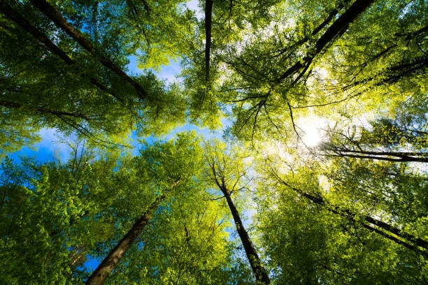 Confé' Soirées - Que savons-nous des arbres ?