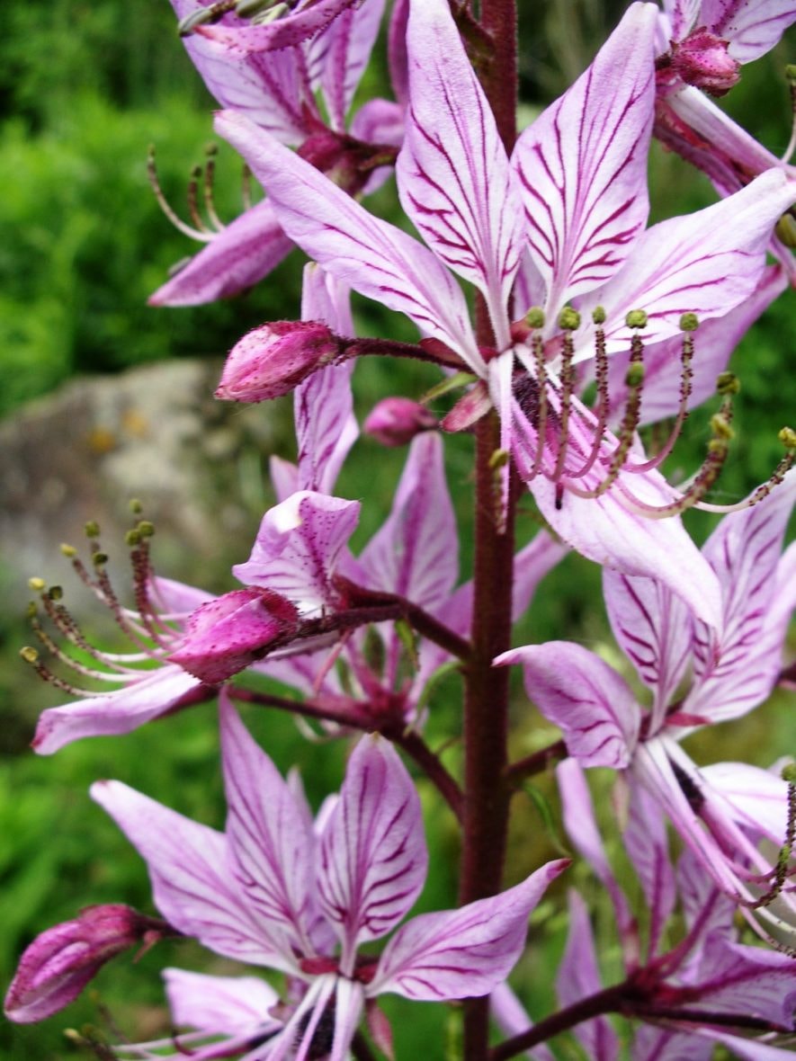 Visite guidée botanique