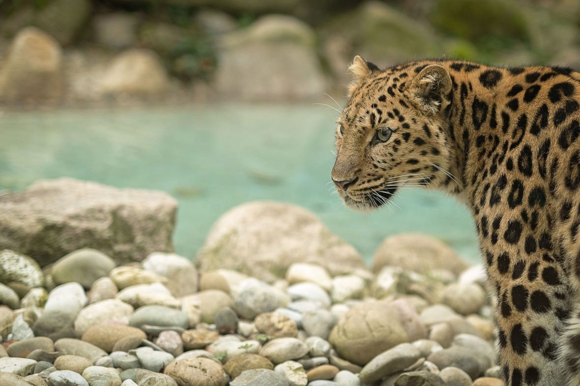 Visite guidée « La conservation au Zoo de Mulhouse »