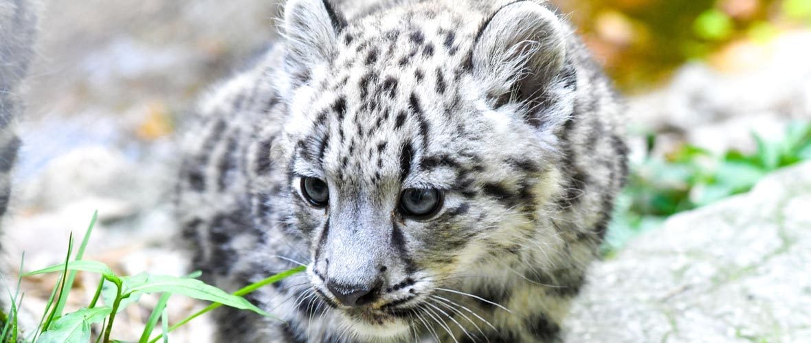 Journée découverte du zoo