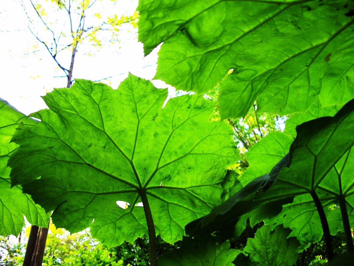 LES PLANTES VIVACES GEANTES
