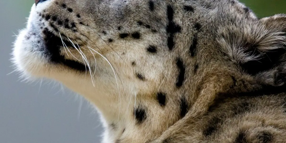 Journée découverte au Zoo de Mulhouse en 2026