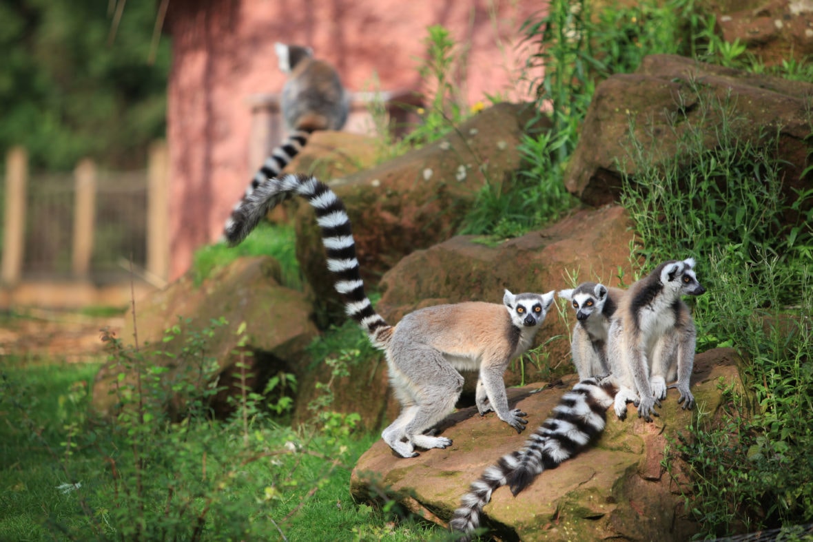 L’ÉTÉ DU ZOO