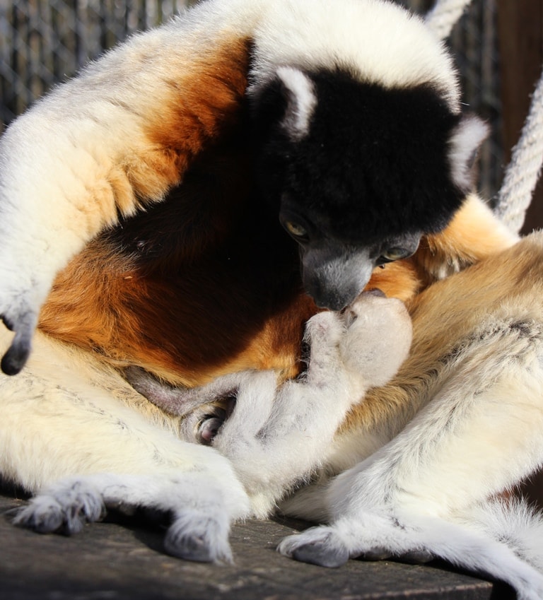 LES NAISSANCES AU ZOO DE MULHOUSE