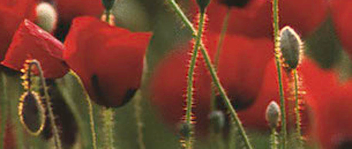 JALMALV : réunion d'information