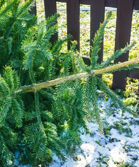 Collecte et broyage de sapins